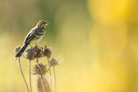 Western Yellow Wagtail
