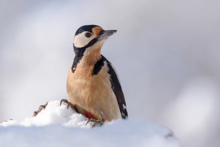 Great spotted woodpecker